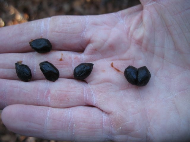 2007 11 Etangs de Hollande 02